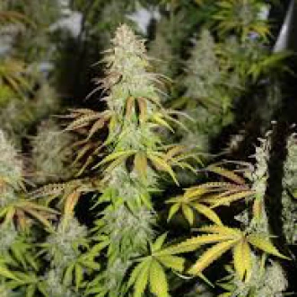 Cannabis seeds Auto Bubblegum+ Pro Feminised